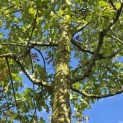 Quercus Palustris - 4