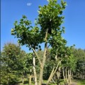Platanus x Hispanica - 3
