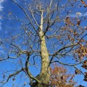 Fagus sylvatica 'Atropunicea' - november 2025