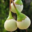 Styrax japonicus - 1