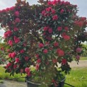 Rhododendron Yakushimanum ‘Fantastica' - 2