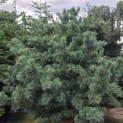 Pinus parviflora 'Schoon's Bonsai' - 1