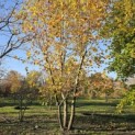 Platanus x hispanica - november 2025