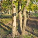 Platanus x hispanica - 7