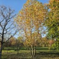 Platanus x hispanica - 8