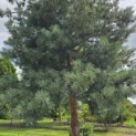 pinus sylvestris 'Glauca' - 4