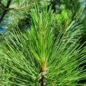 Pinus nigra 'Nigra' - naald