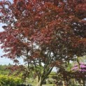Acer palmatum 'Bloodgood' - Foto 3