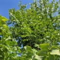 Gymnocladus dioica - 2