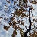 Gleditsia triacanthos 'Rubylace' - 1