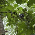 Prunus domestica 'Bleue de Belgique' - Foto 3
