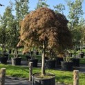 Acer palmatum 'Garnet' - 1