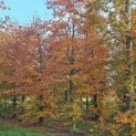 Fagus sylvatica 'Atropunicea' - 1