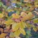 Fagus sylvatica 'Atropunicea' - 3