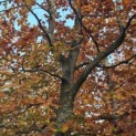 Fagus sylvatica 'Atropunicea' - 2