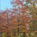 Fagus sylvatica 'Atropunicea' - november 2025