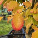 Parrotia persica 'Vanessa' - 2