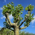 Platanus hispanica - 7