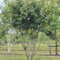 Parrotia persica 'Vanessa' - Foto 3
