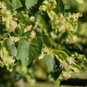 Tilia cordata 'Böhlje' - 2