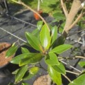 Magnolia grandiflora 'Little Gem' - Foto 1