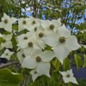 Cornus kousa 'Milky Way' - 5