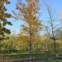 Fagus sylvatica - 5