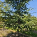 Cedrus libani - 5