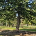 Cedrus libani - 6