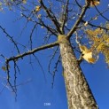 Ginkgo biloba - Foto 3
