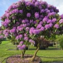 Rhododendron Roseum Elegans - 2