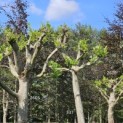 Platanus hispanica - 2025
