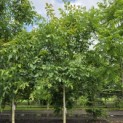 Juglans regia 'Coenen'' - Foto 2