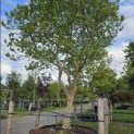 Magnolia 'Susan' - Foto 3