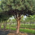 Pinus sylvestris 'Watereri' - Foto 5