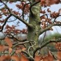 Fagus sylvatica - 1