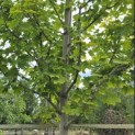 Acer platanoides 'Princeton Gold' - Foto 4