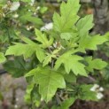 Malus Trilobata - 4