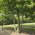 Platanus x hispanica - Foto 2