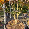 Acer palmatum 'Bloodgood' - 2