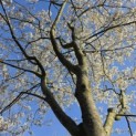 Amelanchier lamarckii - 1