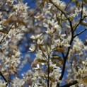 Amelanchier lamarckii - 3