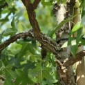 Liquidambar styraciflua - 7