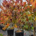 Cercis canadensis 'Forest Pansy' - Foto 1