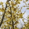 Hamamelis mollis - 7