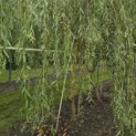 Salix x sepulcralis 'Chrysocoma' - 2