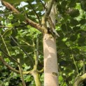Betula utilis 'Jacquemontii' (Doorenbos) - 1