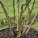 Vaccinium corymbosum 'Bluecrop' - 4