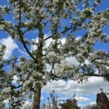 Malus 'Red Sentinel' - 2