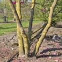 Magnolia Susan - 4